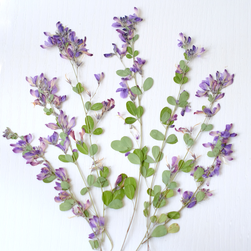 6 piezas, Flores Secas y Prens - Resin Art Baby reseña y precio