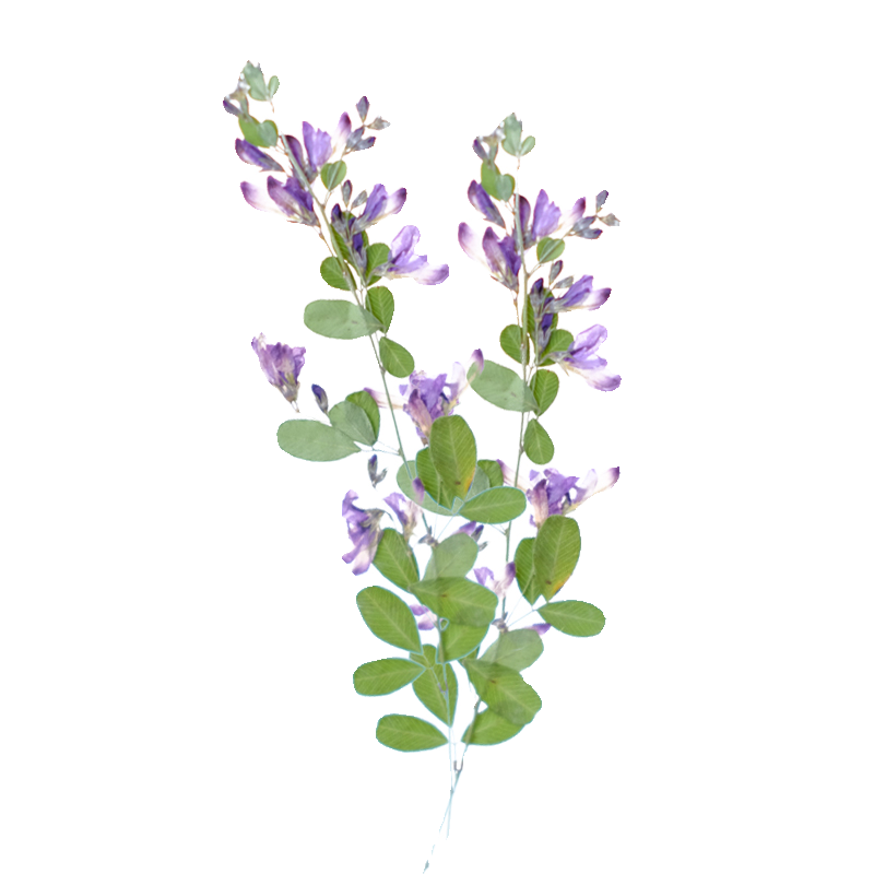 6 piezas, Flores Secas y Prens - Resin Art Baby reseña y precio