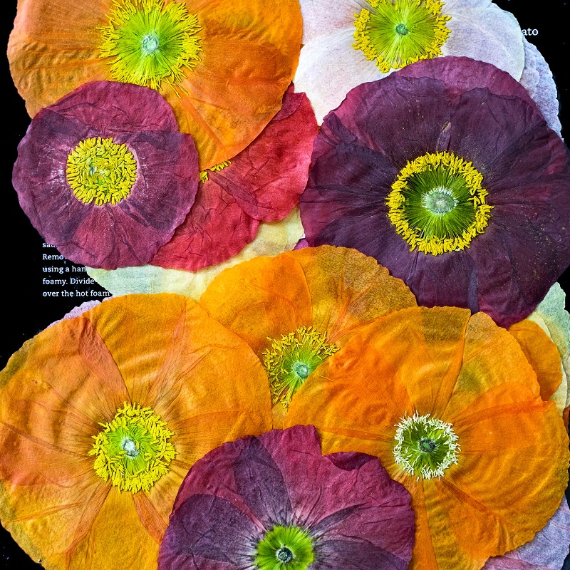 1 unidad, Flores Secas Prensad - Resin Art Baby reseña y precio