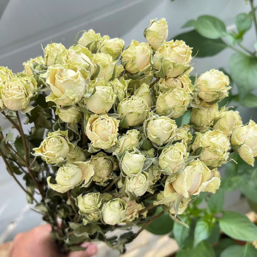 Rosas naturales preservadas, r - Resin Art Rose reseña y precio