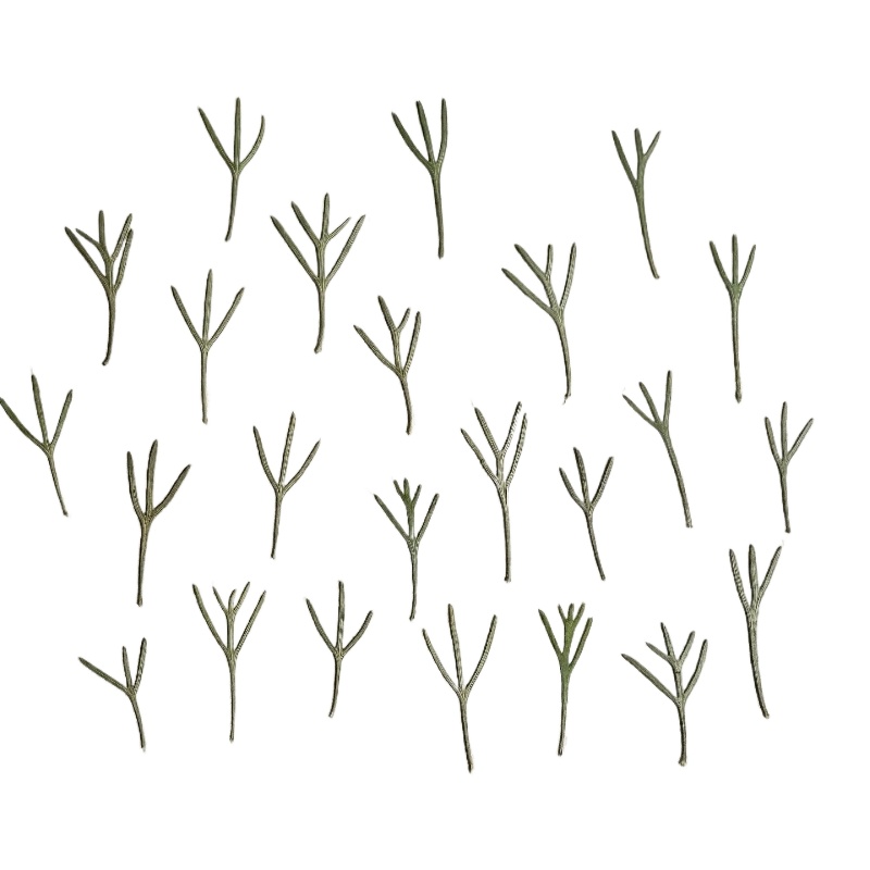 24 piezas, Hojas de Achillea P - Resin Art Baby reseña y precio