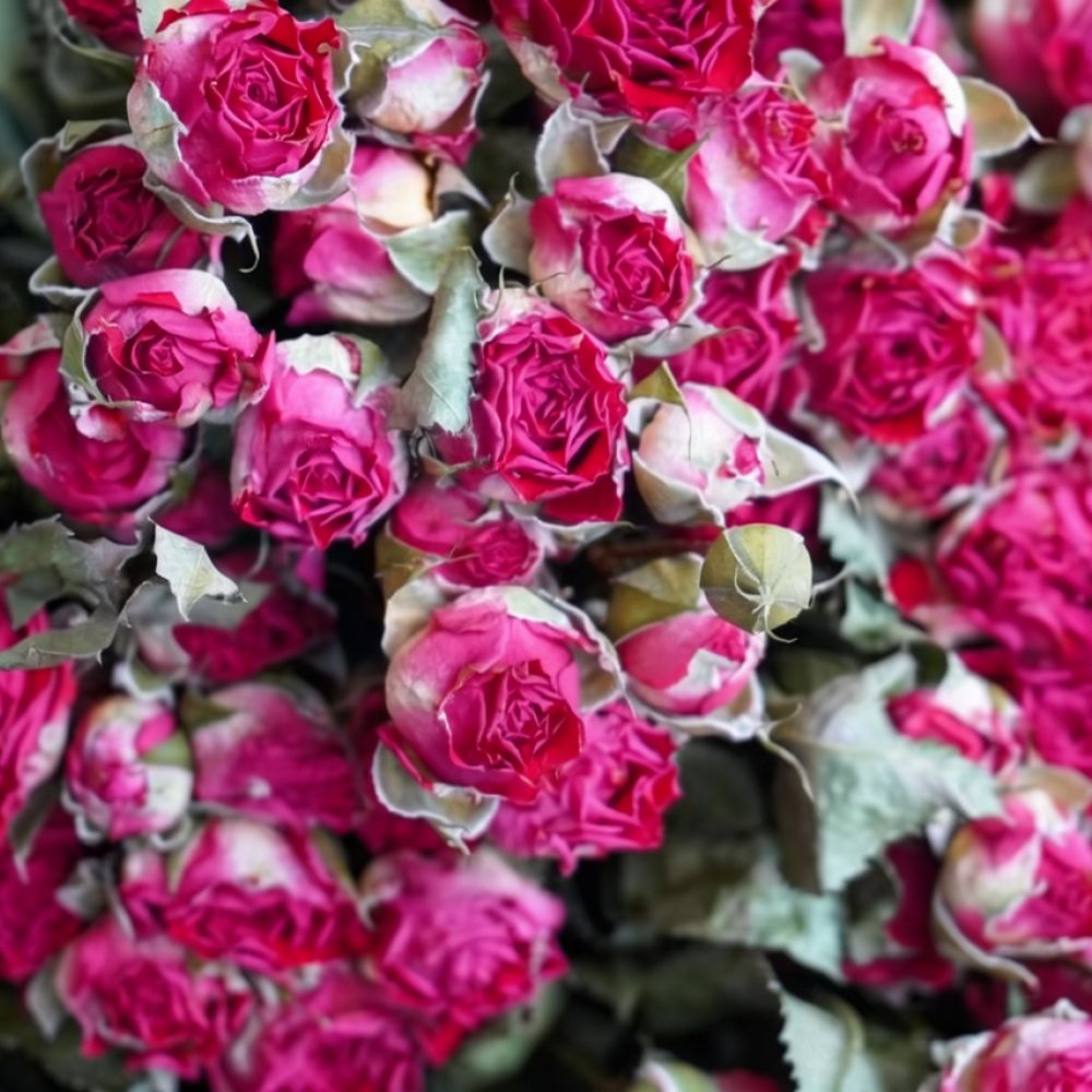 Ramo de flores de rosas secas  - Resin Art Rose reseña y precio